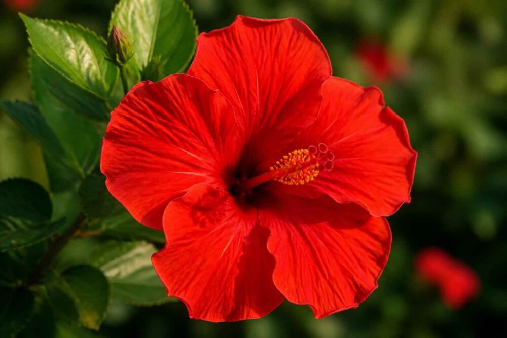 Rozwinięty czerwony hibiskus z widocznym pręcikiem na tle zielonych liści